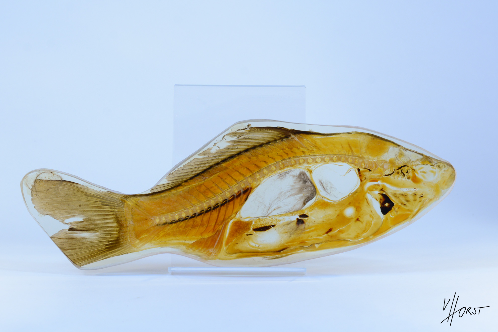 Sheetplastinat Fish - B-quality - Plastination Anatomy Embedding